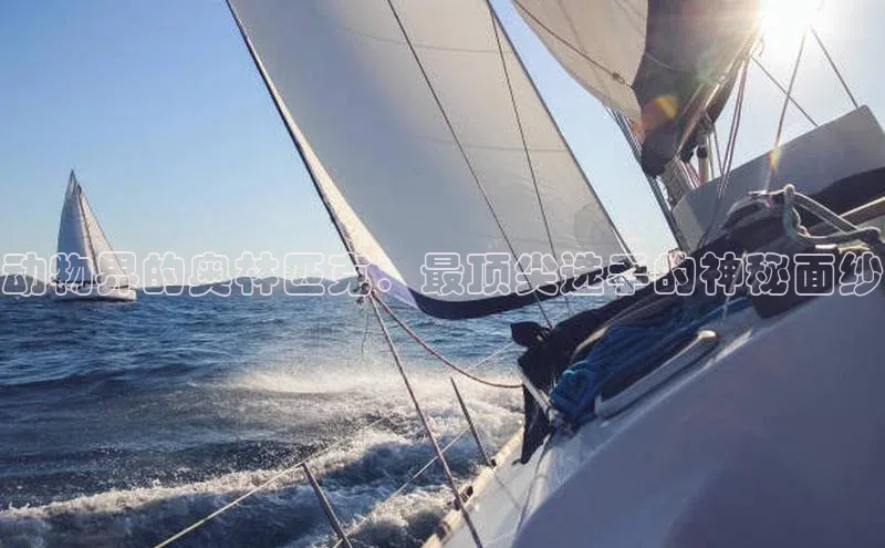 动物界的奥林匹克：最顶尖选手的神秘面纱